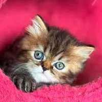 بریتیش لانگ هیر خرسی