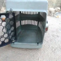 سگها شیتزو بسیار زیبا جنسیت نر|سگ|سقز, |دیوار