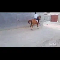 اسب دره شوری