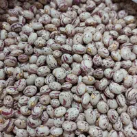 لوبیای دست چین سرحداقلید