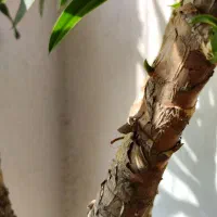 یوکا تک شاخه و پنج شاخه