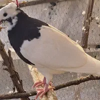 طوقی|پرنده|لنجان, |دیوار