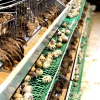 تخم نطفه دار بلدرچین