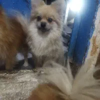 سگ باهوش|سگ|جیرفت, |دیوار