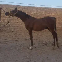 اسب عرب