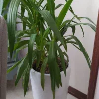 یک گلدان شیک آپارتمانی