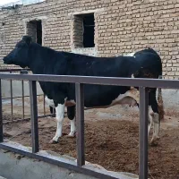 گاو گوشتی|حیوانات مزرعه|مرند, |دیوار