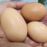 تخم مرغ محلی کاملا ارگانیک