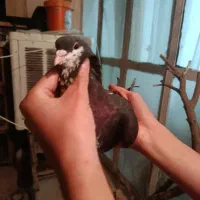 خوشرنگ سیاه شهری