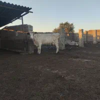 یک راس گاو گوساله دار|حیوانات مزرعه|گنبد کاووس, |دیوار