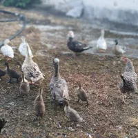 فروش تعدادی اردک،قوغاز،غاز،مرغ وخروس