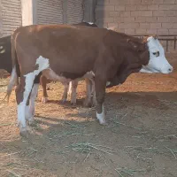 گوساله نردرشادگان