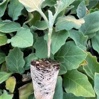 نشایی نهال و....