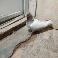 کبوتر|پرنده|مسجد سلیمان, |دیوار