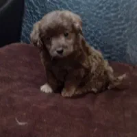 توله آپارتمانی|سگ|هشتگرد, هشتگرد قدیم|دیوار