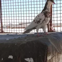 دم سفید شمعک تخت