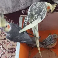 عروس‌هلندی‌نرماده‌۲تا‌جوجه‌به‌فروش‌ به‌شرطسالم