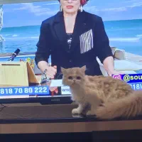 حیوانات|گربه|اصفهان, باغ دریاچه|دیوار