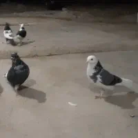 کبوتر زوردار|پرنده|کرمانشاه, |دیوار