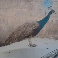 طاووس