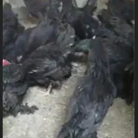 مرندی گوشواره دار اصل|جواهرات|آذرشهر, |دیوار