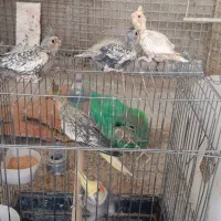 یک جفت عروس هلندی