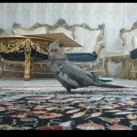 عروس هلندی جفت سخنگو|پرنده|صحنه, |دیوار