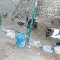 بوقلمون یکساله و پنج ماهه