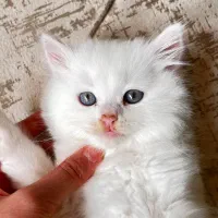 گربه پرشین سفید|گربه|مرودشت, بیست متری بیمارستان|دیوار