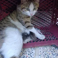 واگذاری فقط به خانم به صورت رایگان