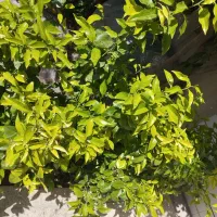 فروش حدود 60الی70عدد نهال نارنج دو ساله