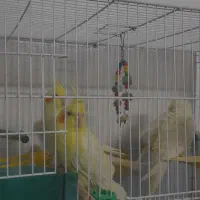 2 جفت عروس هلندی لوتیونو همراه جوجه|پرنده|طرقبه, |دیوار