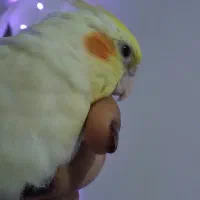 گمشده ، عروس هلندی