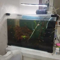 آکواریوم  شیشه خم با ماهی و تمامی وسایل
