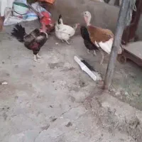 بوقلمون و خروس و مرغ