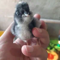 جوجه گلین|حیوانات مزرعه|سیرجان, |دیوار