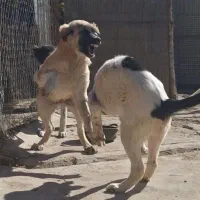 واگزاری توله های قدرجونی