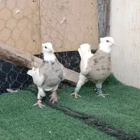 طوقی اجری 1یک|پرنده|شاهینشهر, عطار|دیوار