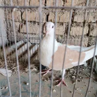 خوش رنگ زاغ دوکت طوقی|پرنده|مبارکه, |دیوار