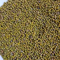 ماش تازه چین|خوردنی و آشامیدنی|ینقاق, |دیوار