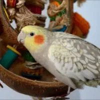 عروس هلندی گمشده
