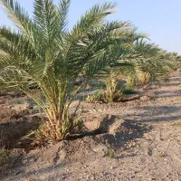 فروش باغ نخل|فروش دفتر صنعتی، کشاورزی، تجاری|فاریاب, |دیوار