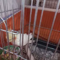 عروس هلندی|پرنده|کرج, حصارک بالا|دیوار