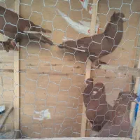 کبوتر رواعب