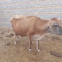 گاوجرسی|حیوانات مزرعه|هیرمند, |دیوار