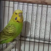 مرغ عشق ماده زیبا و سرحال|پرنده|بابل, |دیوار