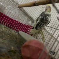 عروس هلندی|پرنده|مشهد, کوشش|دیوار