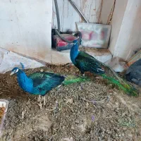 طاووس زیبا سرحال وسالم