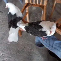 یک جفت کبوتر دستی سرلاکی|پرنده|ملایر, |دیوار