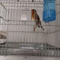 سهره قناری دهن لر